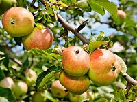 Eat an Apple Day
