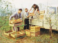 Eat an Apple Day