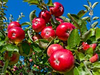 Eat an Apple Day
