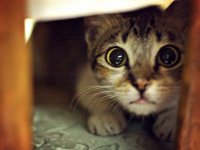 National Cat Day