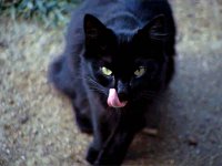 National Cat Day