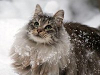 National Cat Day