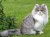 National Cat Day