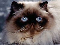 National Cat Day
