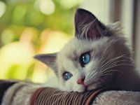 National Cat Day