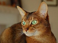 National Cat Day