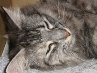 National Cat Day