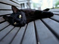 National Cat Day