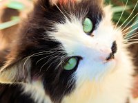 National Cat Day