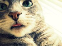 National Cat Day