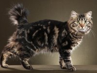 National Cat Day