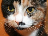 National Cat Day