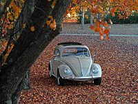 Fall