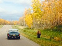 Fall