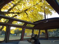 Fall