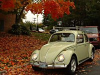 Fall