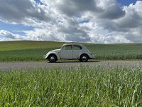 Green Grassy Landscape