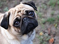 Happy National Puppy Day