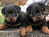 Happy National Puppy Day