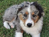 Happy National Puppy Day