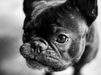 Happy National Puppy Day