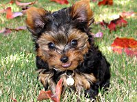 Happy National Puppy Day