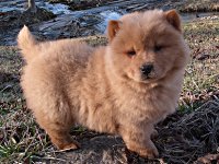 Happy National Puppy Day