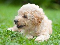 Happy National Puppy Day