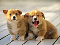 Happy National Puppy Day