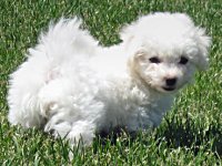 Happy National Puppy Day