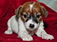 Happy National Puppy Day
