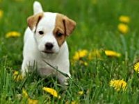 Happy National Puppy Day
