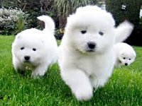 Happy National Puppy Day