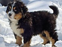Happy National Puppy Day