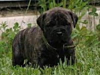 Happy National Puppy Day