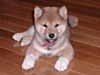 Happy National Puppy Day