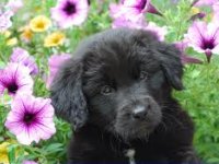 Happy National Puppy Day