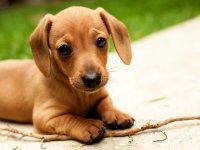 Happy National Puppy Day