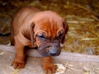 Happy National Puppy Day