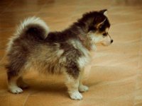 Happy National Puppy Day