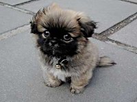 Happy National Puppy Day
