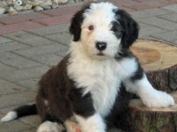 Happy National Puppy Day
