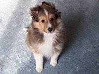 Happy National Puppy Day