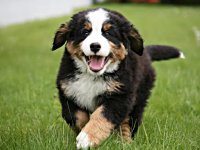 Happy National Puppy Day
