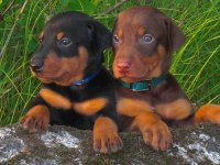 Happy National Puppy Day