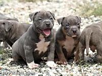 Happy National Puppy Day