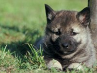 Happy National Puppy Day