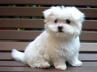 Happy National Puppy Day