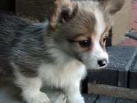 Happy National Puppy Day