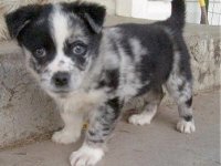 Happy National Puppy Day